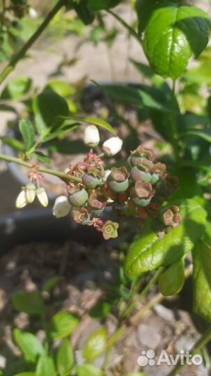 Клубника с грядки, саженцы, голубика