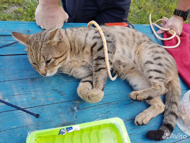 Кот бесплатно