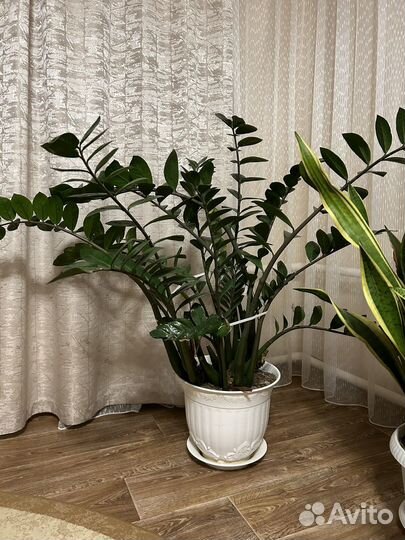 Замиокулькас