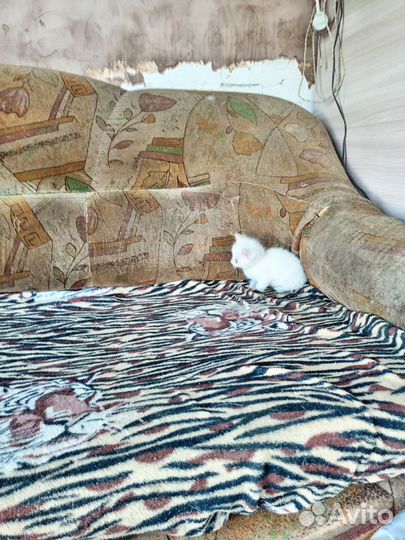 Кошка в дар бесплатно