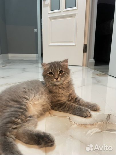 Кошка шотландская бесплатно