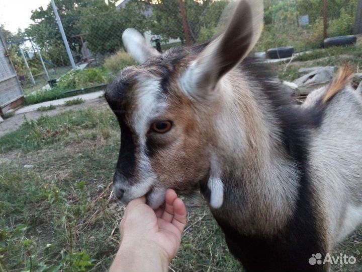 Козел на племя