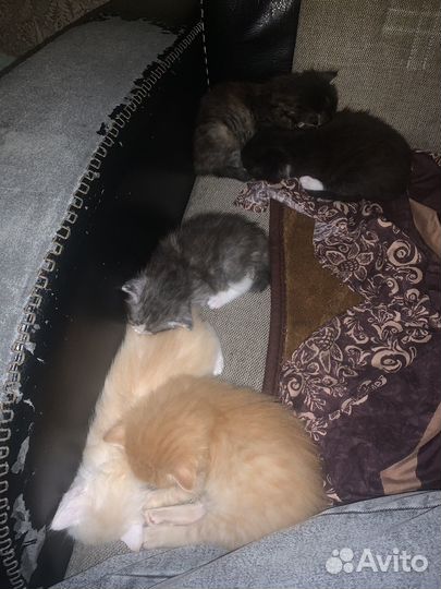Котята в добрые руки