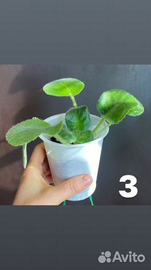 Сортовые фиалки