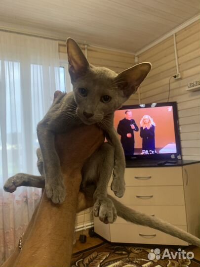 Ориентальные котята