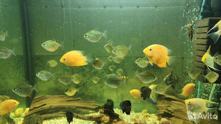 Много видов аквариумных рыб