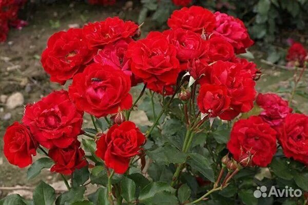 Розы на заказ