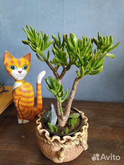 Денежное дерево. Красула хоббит