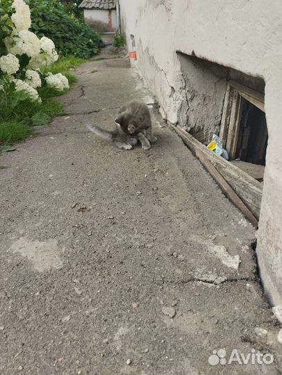 Котенок мальчик серый