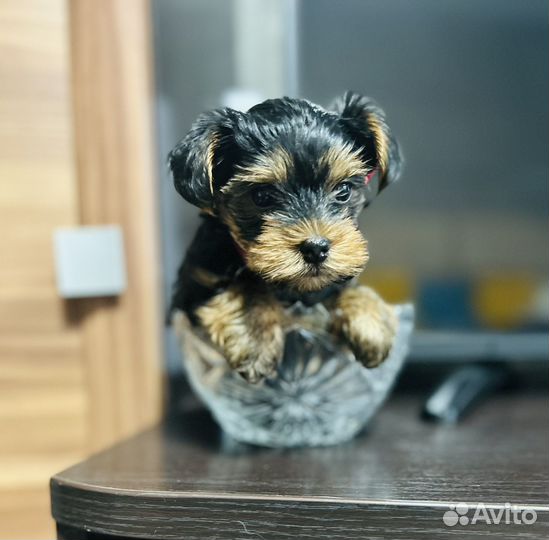 Йоркширский терьер щенок