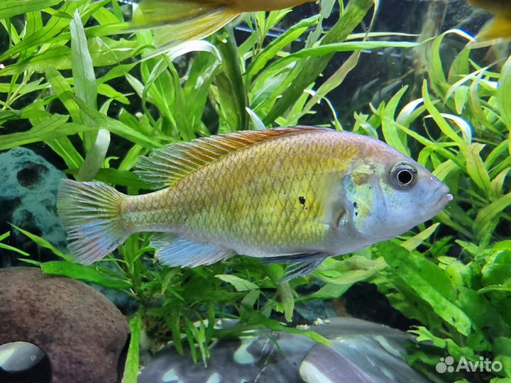 Цихлиды в дар