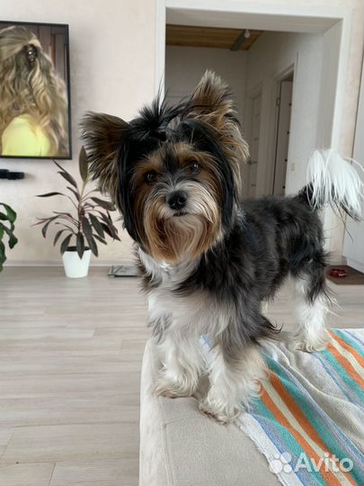 Йоркширский терьер Бивер