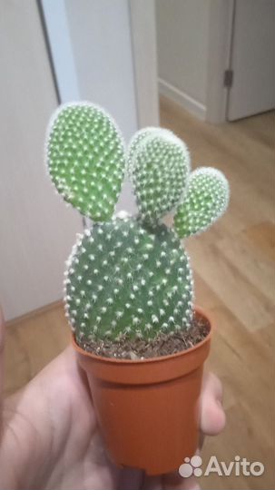 Кактус Антон