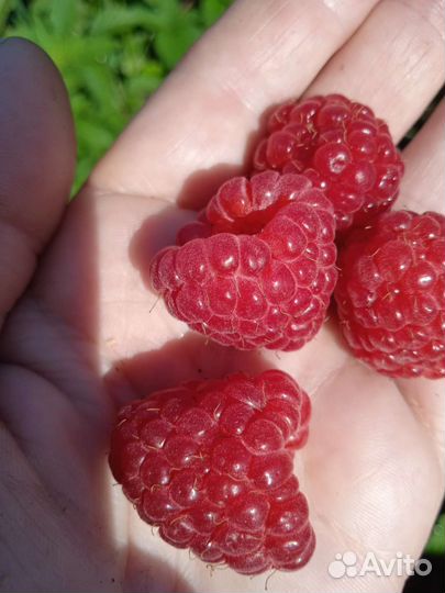 Саженцы малины