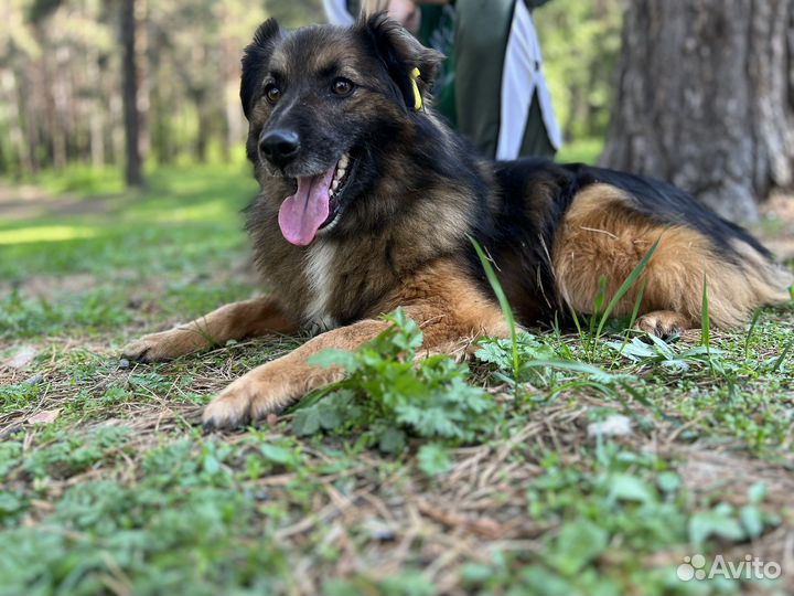 Собака ищет дом