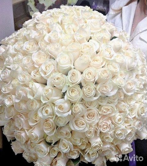 Букет роз 101 роза 51 роза