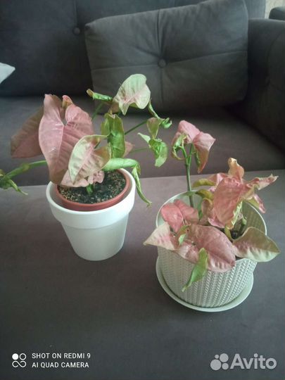 Сингониум неон пинк