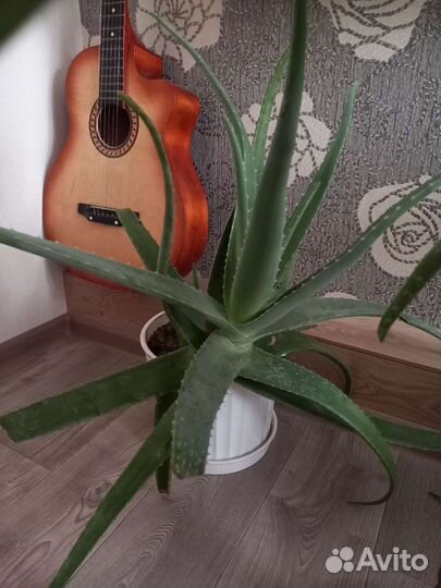 Хлорофитум и другие цветы