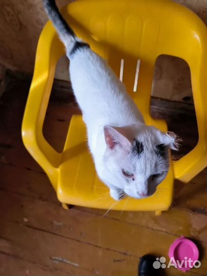 Кошка в дар бесплатно