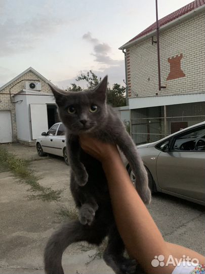 Отдам в добрые руки