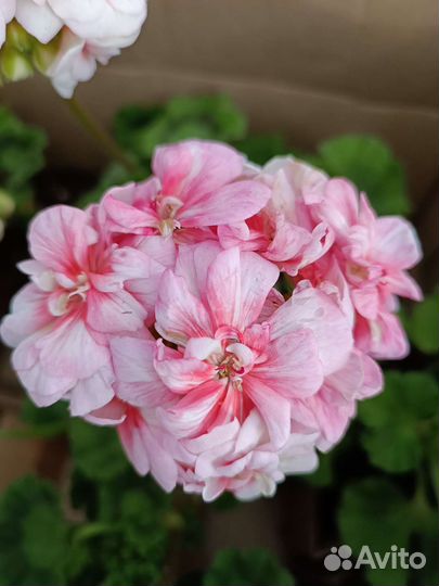 Пеларгония герань сортовая