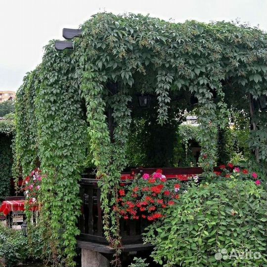 Девичий виноград- декоративная лиана