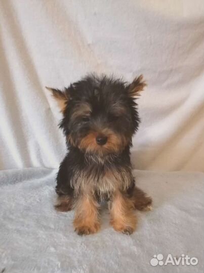 Йоркширский терьер