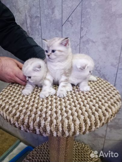 Шотландские вислоухие котята