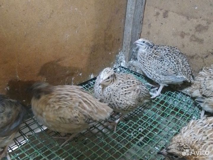 Продаем перепелят и яйца инкубационное