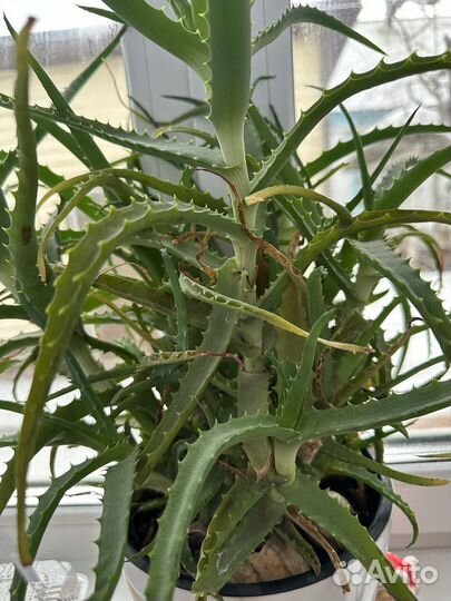 Алоэ вера растение