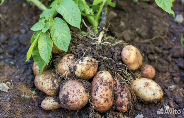 Продам картофель