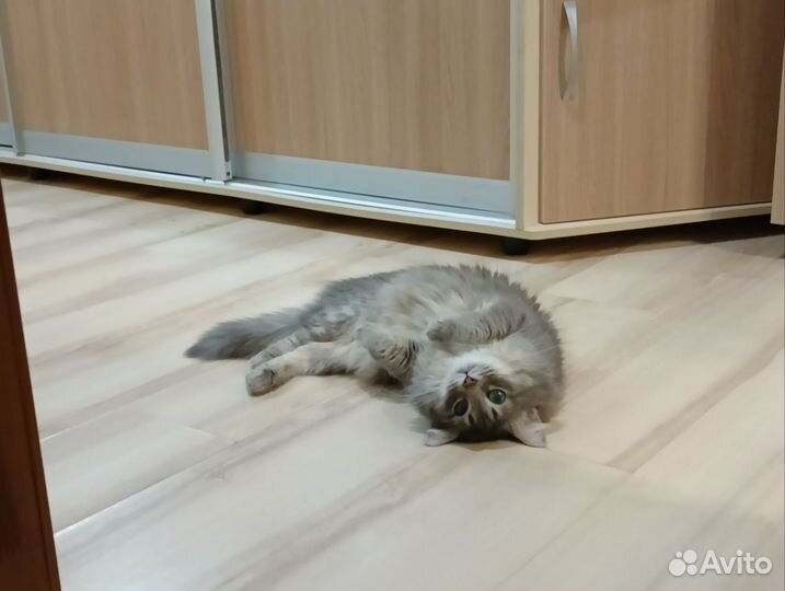 Кот для вязки