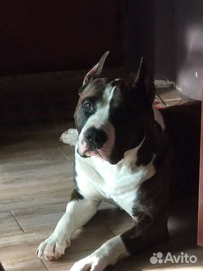 Вязка стаффордширский терьер Бесплатно