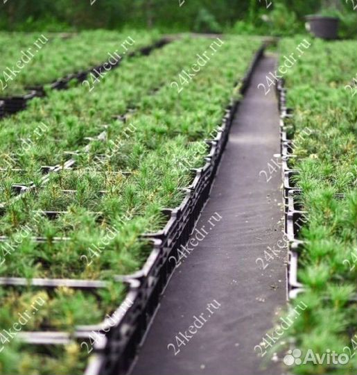 Саженцы кедра