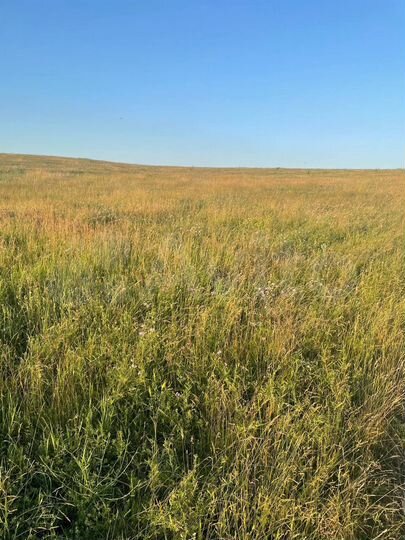 Участок 54 сот. (СНТ, ДНП)