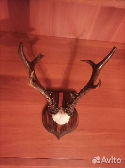 Рога косули