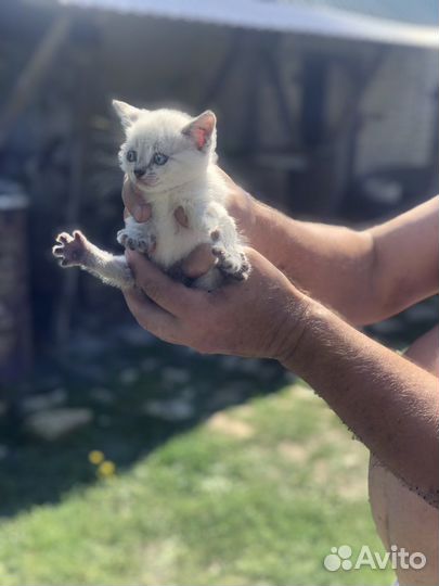 Котята безплатно