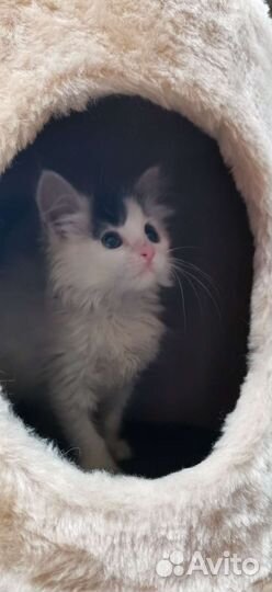 Котенок девочка пушистая 1.5мес