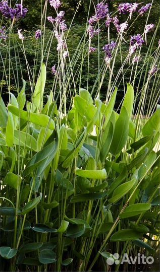 Водные растения