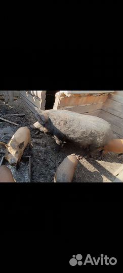 Поросята дикие