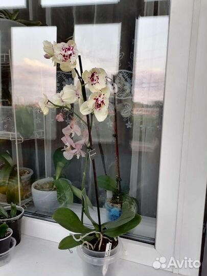 Орхидея альбуфейра бабочка