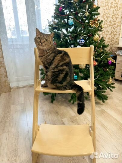 Ортопидический стул регулируемый (растущий)