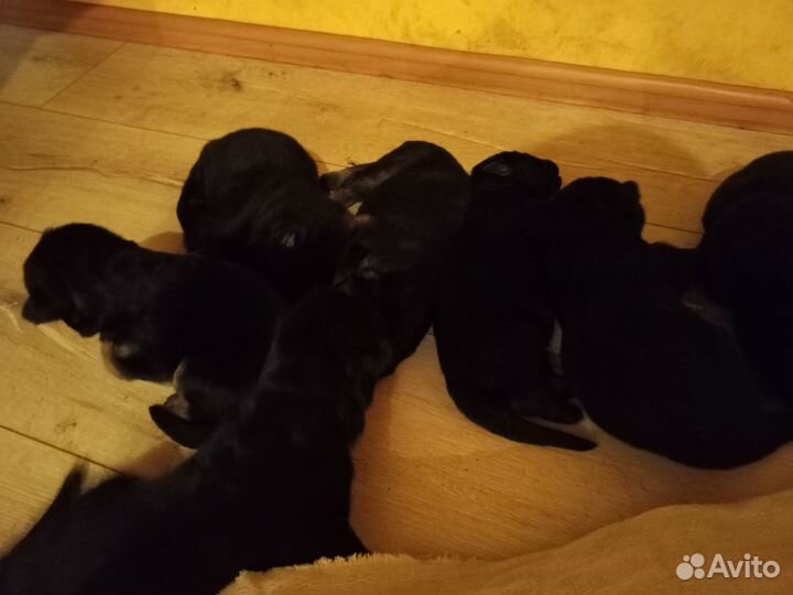 Щенки немецкой овчарки