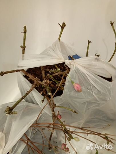 Гортензия крупнолистная