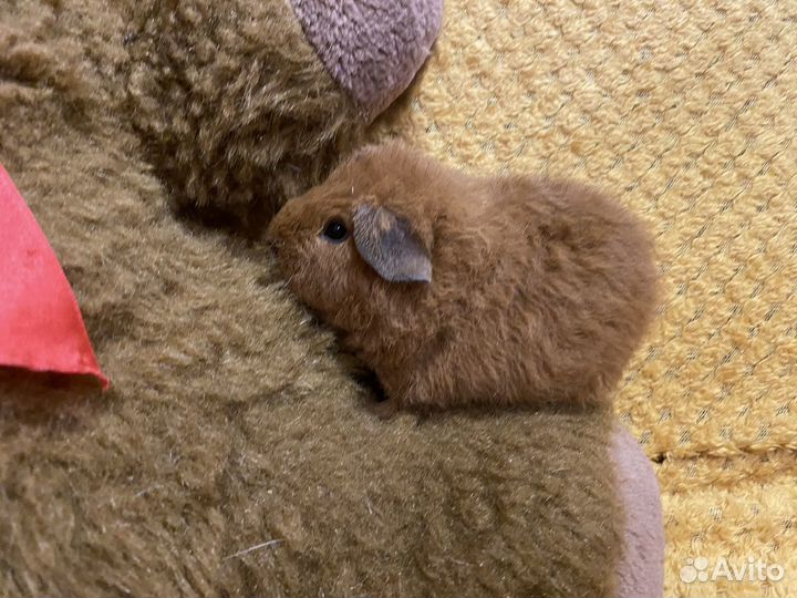 Морская свинка американский тедди