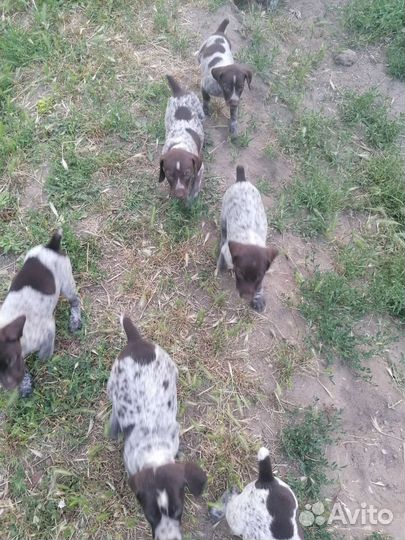 Щенки курцхаара