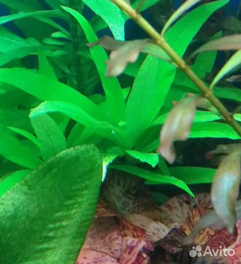 Растения в аквариум