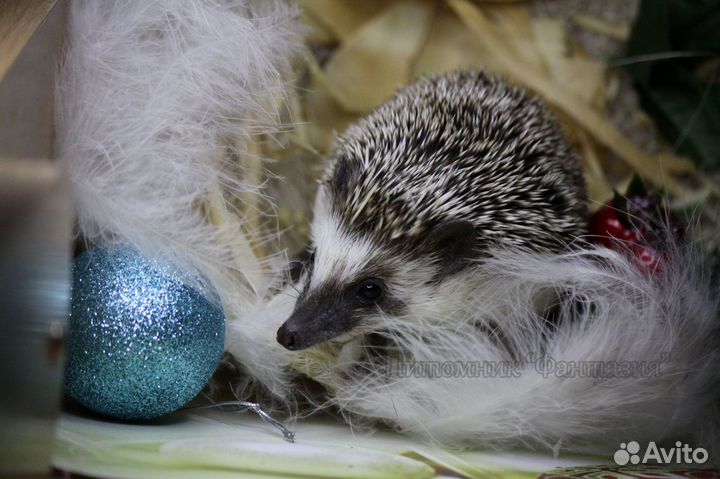 Карликовые африканские ежата из Фантазии