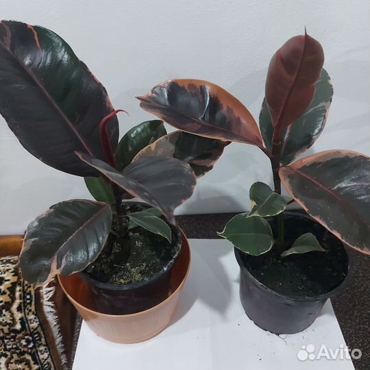 Фикус эластика Белиз