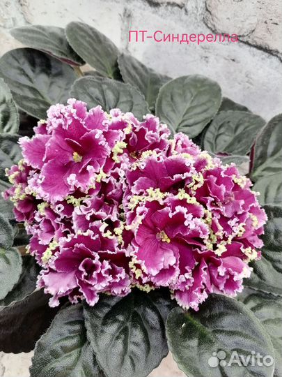 Фиалка сортовая, детки, черенки